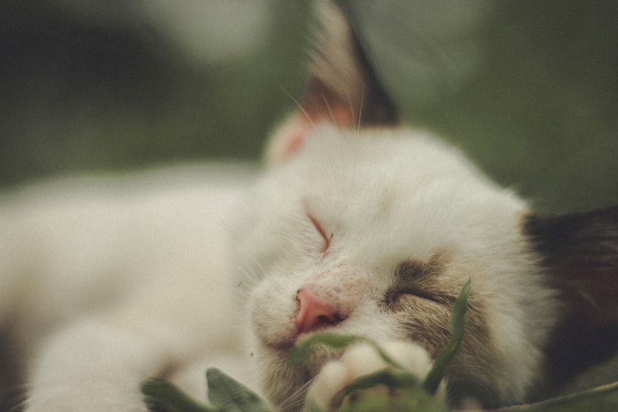 dreaming of cats