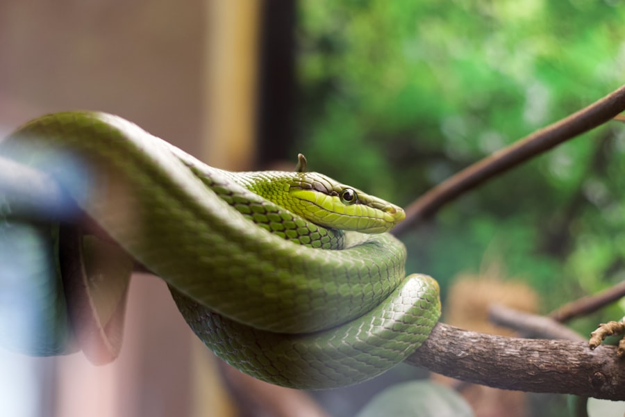 snake dreams