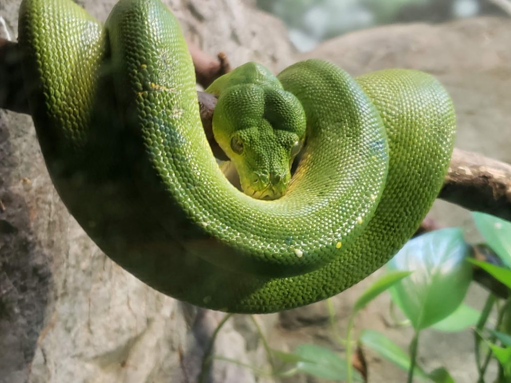 Photo snake dreams