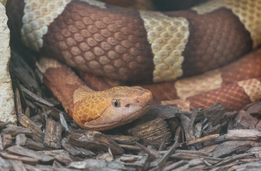 Photo snake dreams