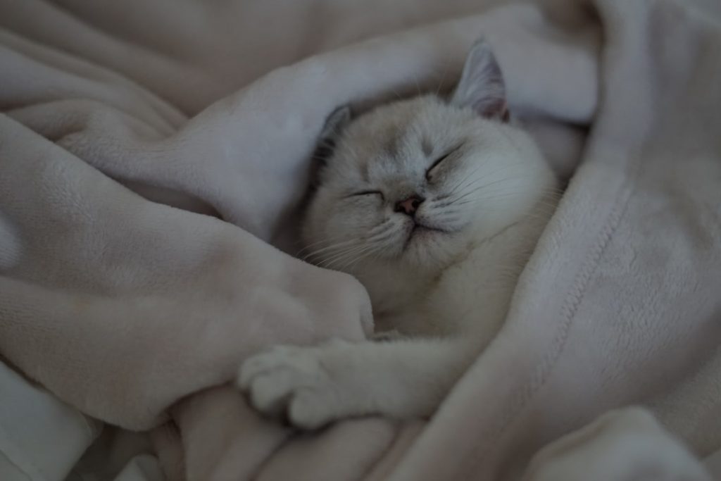 Photo dreaming of cats