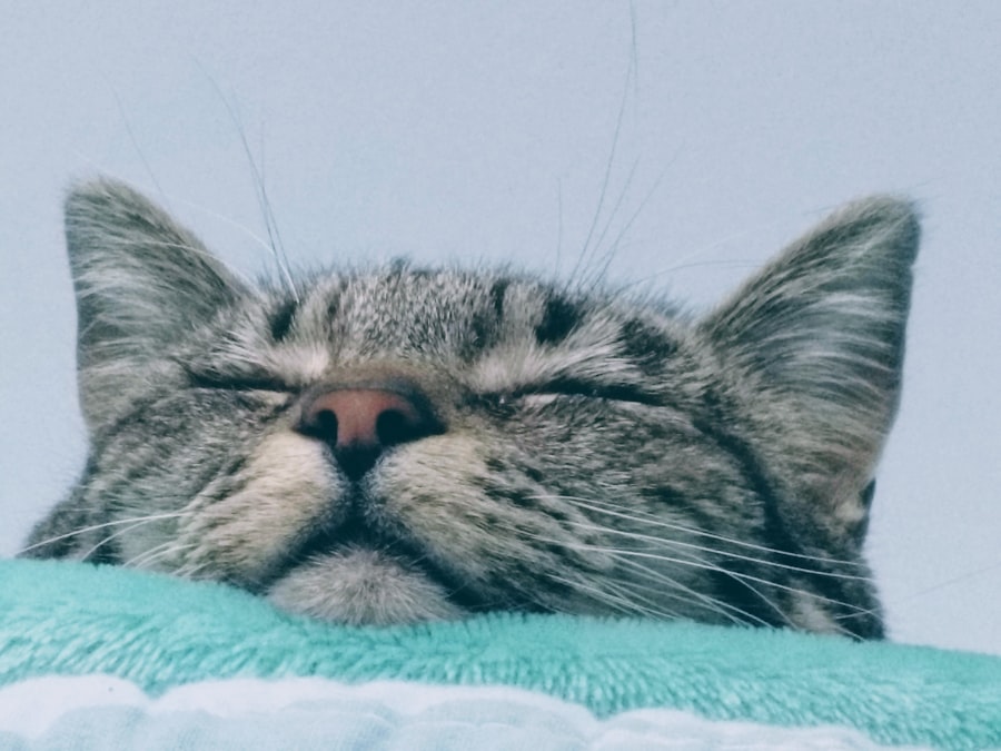 Photo dreaming of cats