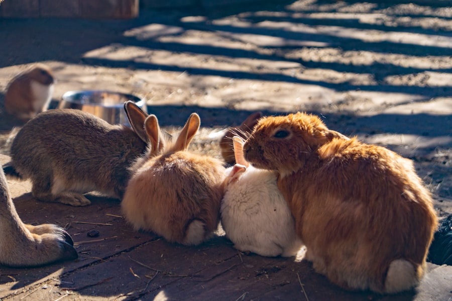 rabbits meaning