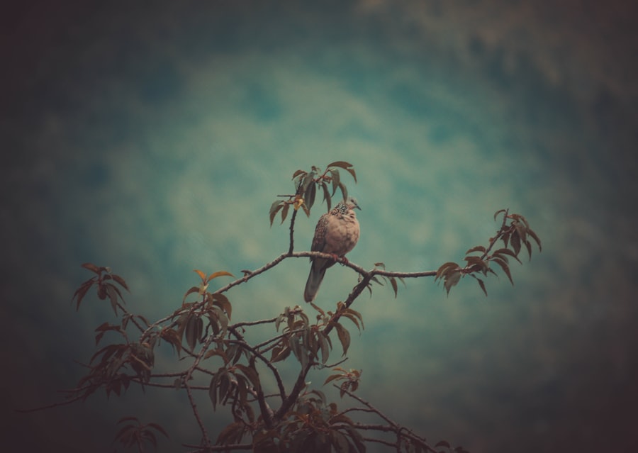 bird dreams
