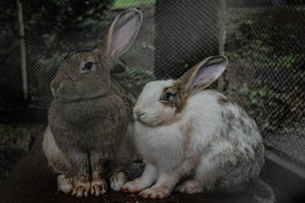 Photo rabbits meaning