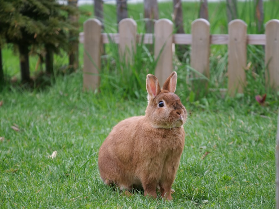 Photo rabbits meaning