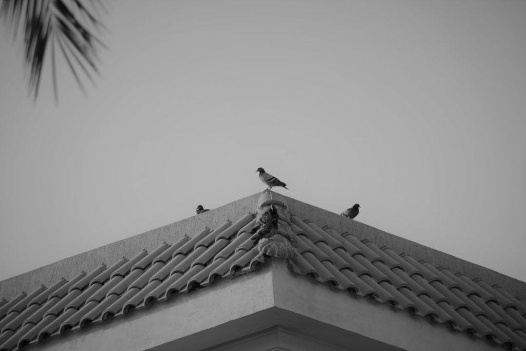 Photo bird dreams