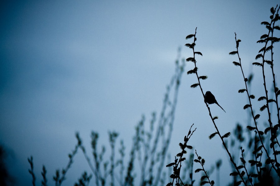 Photo bird dreams