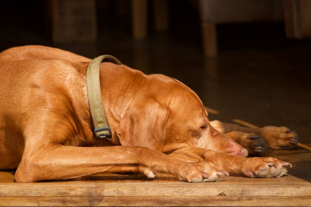 Photo dog dreams
