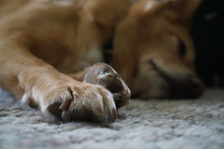 Photo dog dreams