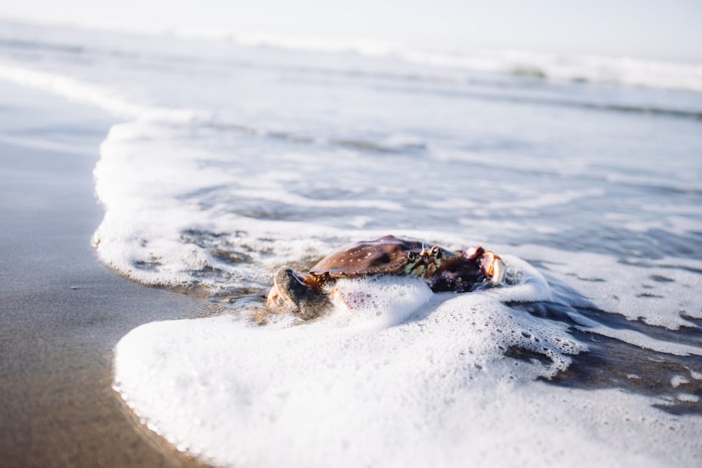Photo beach dreams interpretation
