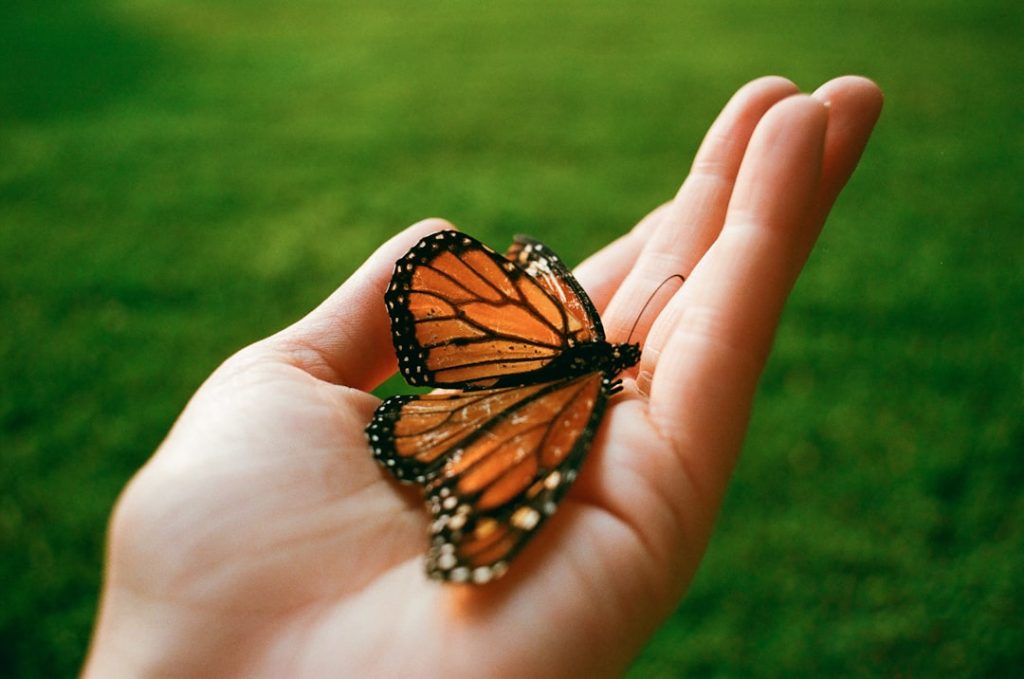 Photo Butterfly dream meaning