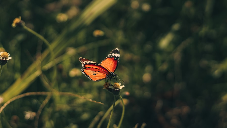 Photo Butterfly dream meaning