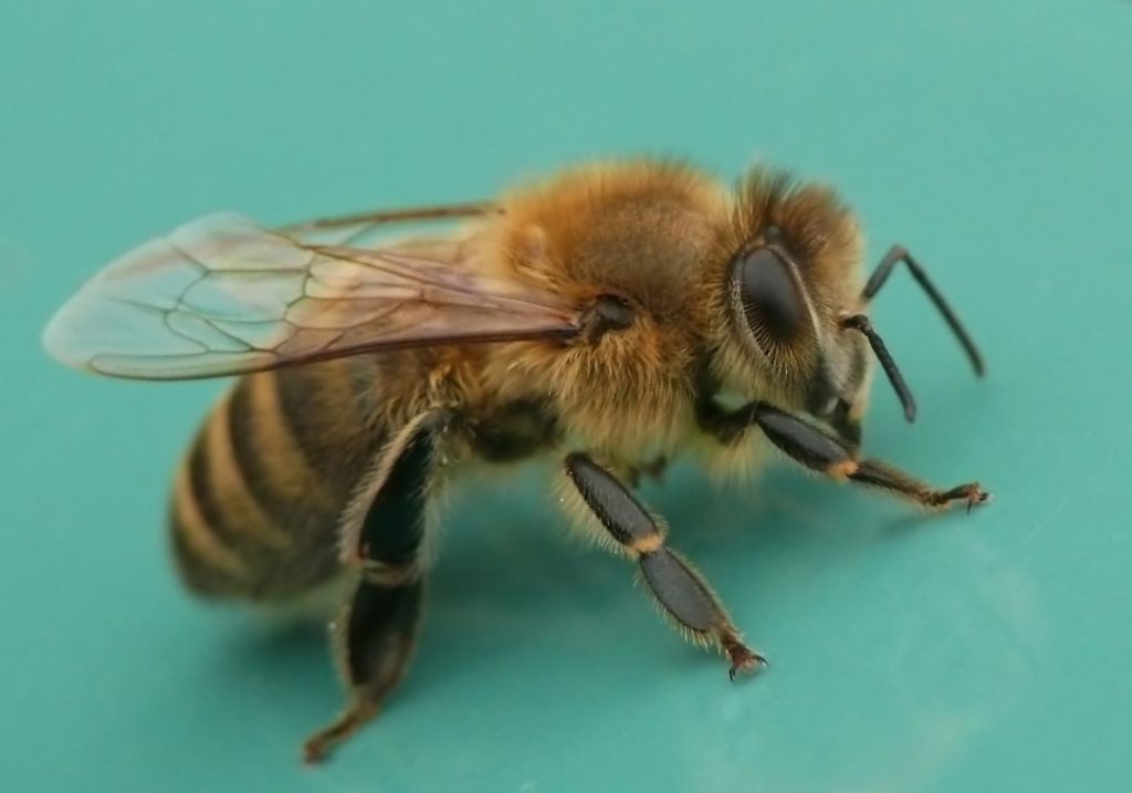 Photo bee dreams