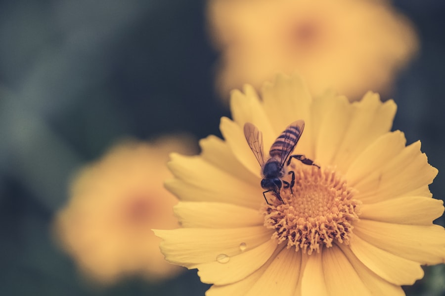 Photo bee dreams