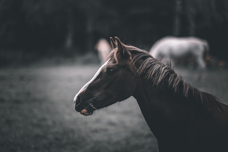 horses meaning