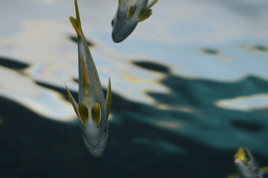 Photo fish meaning