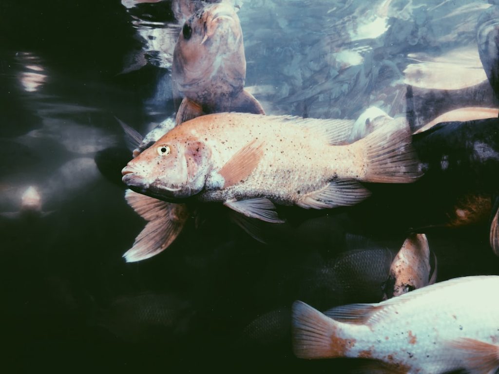 Photo fish meaning