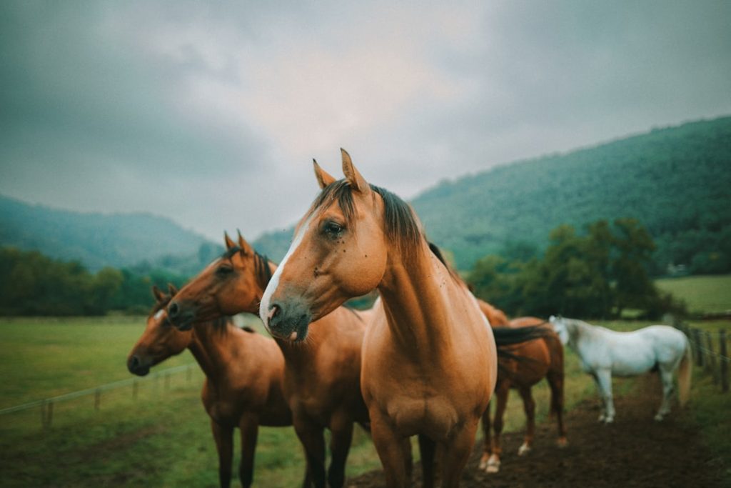 Photo horses meaning
