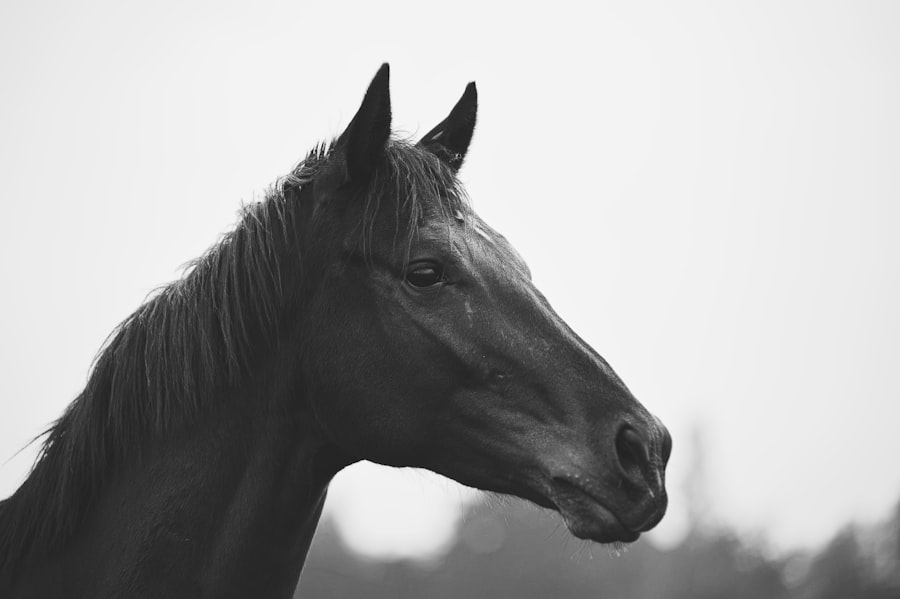 Photo horses meaning
