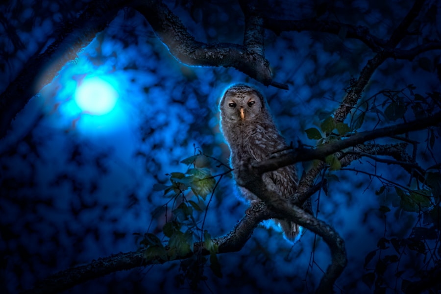 Owl dreams symbolism