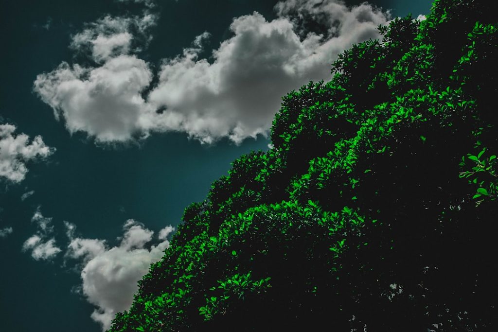 Photo Green dreams meaning