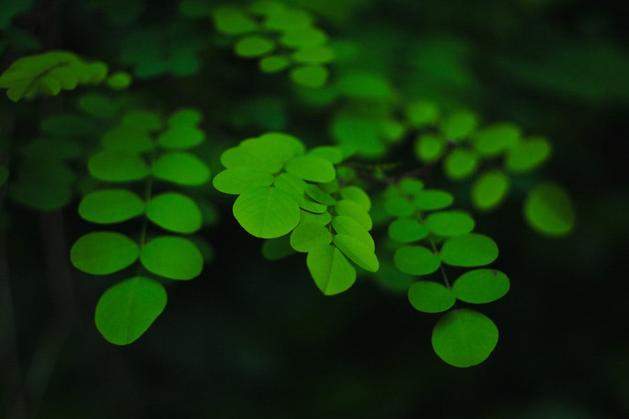 Photo Green dreams meaning