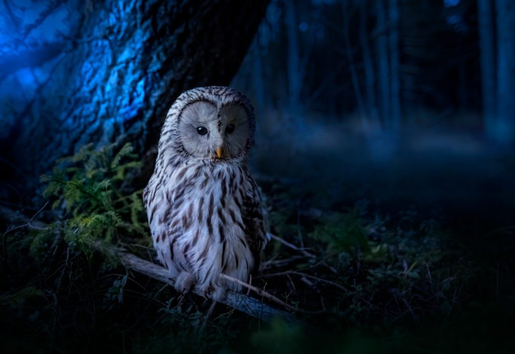 Photo Owl dreams symbolism