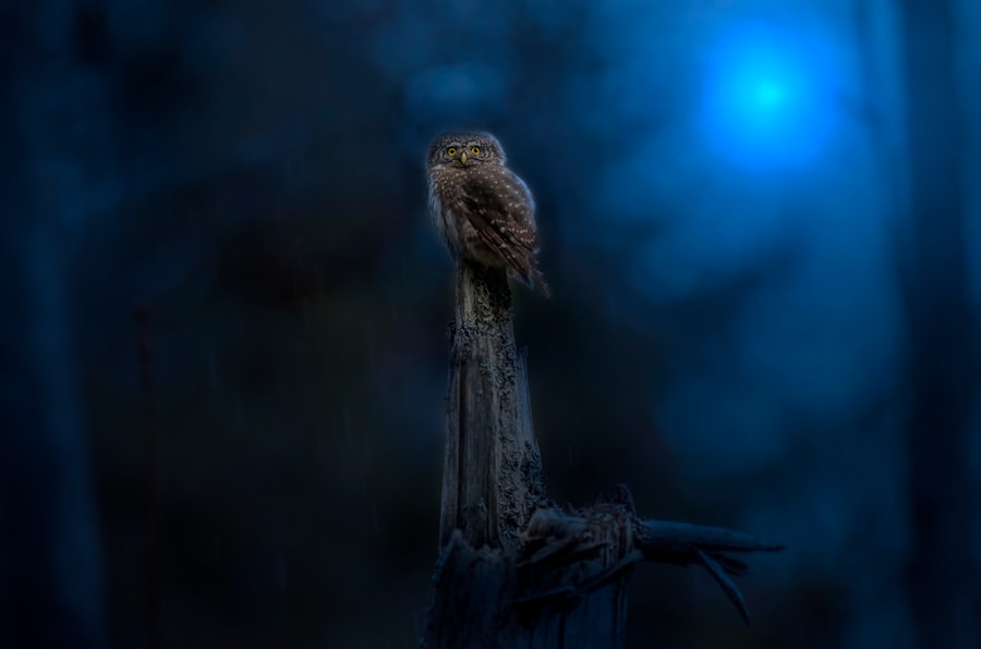 Photo Owl dreams symbolism